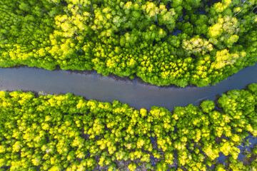 aerial view of mangrove forest at Sabah Borneo, Malaysia.
