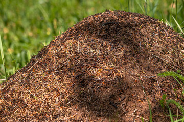 Closeup view on top of anthill from pine needles and branches with colony of ants in spring woodland. The observation of nature and creatures concept - obrazy, fototapety, plakaty