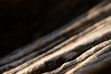 Beautiful patterned driftwood in the sun