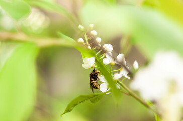 Wasp on bird cherry.
Оса на черемухе. 