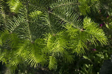 Fototapeta na wymiar fir tree close up. Green branches of fir tree .
