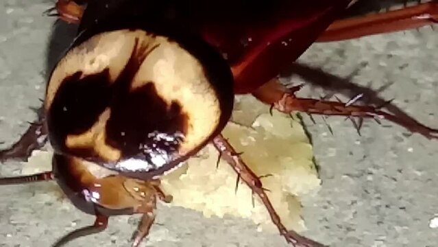 Cockroach eating bread piece closeup.