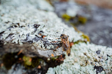 A bee in the forest woke up from hibernation, a shaggy insect with transparent wings, a close-up portrait of a wasp, an insect against a stone background.