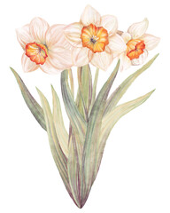 Watercolor floral hand drawn delicate illustration of blossom daffodils, jonquil, narcissus bouquet. Colorful spring flowers, buds, leaves set. Garden elements isolated on white background