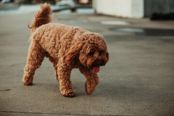 cavoodle on the street