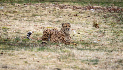 Acinonyx is a genus within the cat family, gepard © Dreamnordno