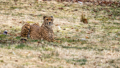 Acinonyx is a genus within the cat family, gepard © Dreamnordno