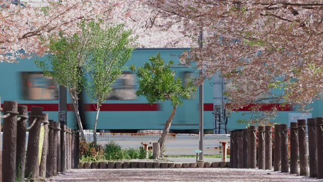 桜と電車の見える風景　4K
