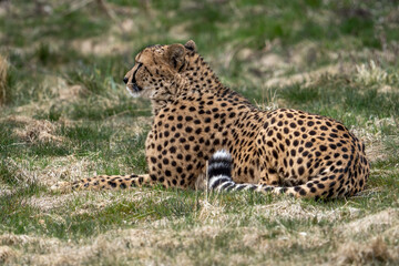 Acinonyx is a genus within the cat family, gepard © Dreamnordno