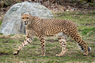 Acinonyx is a genus within the cat family, gepard