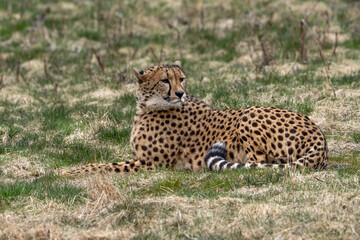 Acinonyx is a genus within the cat family, gepard