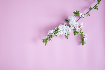 blooming cherry branches on a pink background with a copy space