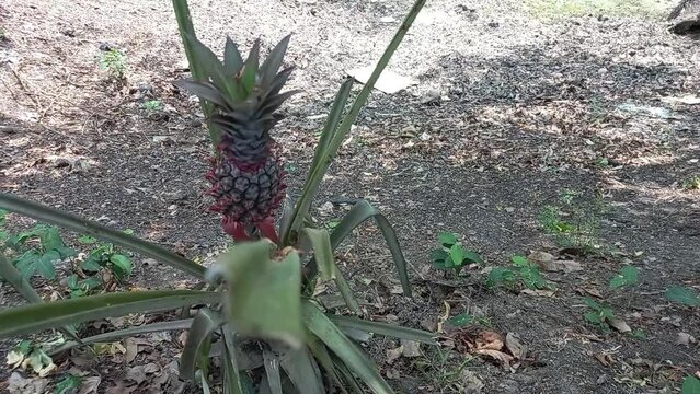 Pineapple