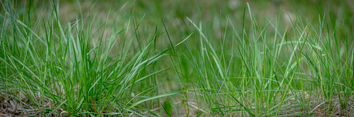 Panoramic view of green grass on green background, dry grass under fresh lawn