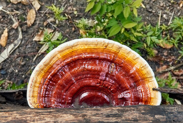 Fresh Lingzhi mushroom on old wooden log with natural background.