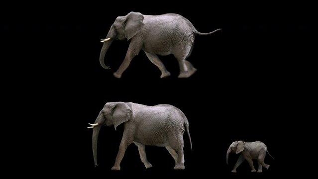 Set of african elephant and calf realistic animation. Isolated animal video including alpha channel allows to add background.
