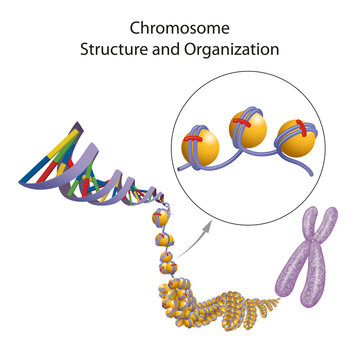 Chromosome structure and organisation