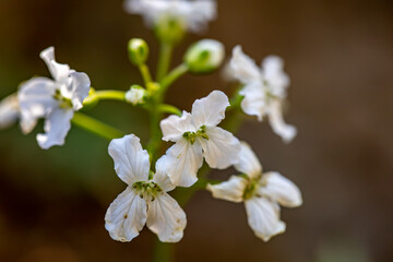Cardamine trifolia flower in mountains