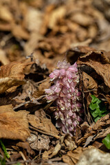 Lathraea squamaria flower in mountains, close up	