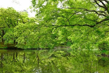 水面に映った緑の池