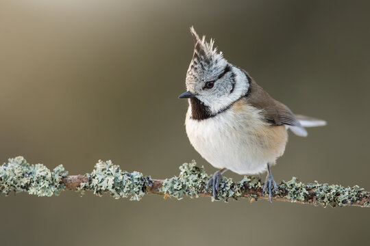 Single crested tit, lophophanes cristatus, sitting on branch with lichen in spring forest at sunrise. One bird with a standing feathers on its head resting on a twig illuminated from behind.