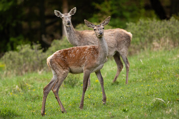 Mother red deer, cervus elaphus, watching over her fawn on a green glade in spring nature. Two wild animals loosing winter coating. Mammals with large ears looking into the camera.