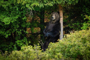 Large brown bear, ursus arctos, male standing on rear legs by a marking tree in summer forest. Huge...