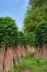 Bunch of the cassava plants to cultivate in the next crop