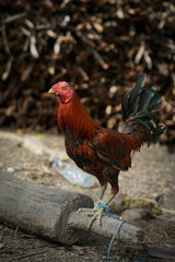 rooster in the farm