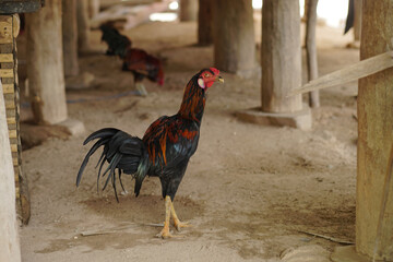 rooster in the farm