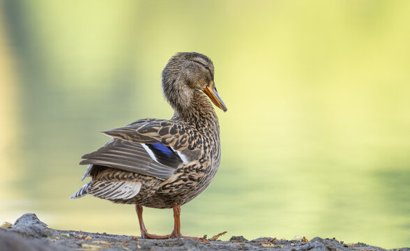 Wundersch&ouml;ne Ente Am See