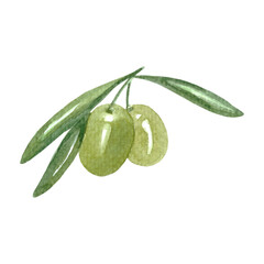 Green Olives watercolor branch. Isolated on white. High quality illustration