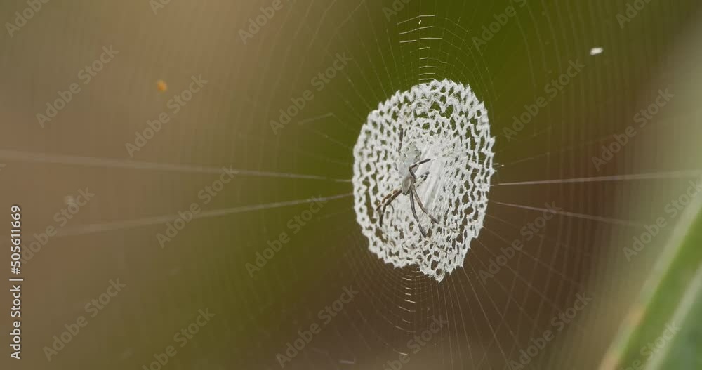 Poster macro view of orb weaver spider. close up and focus on foreground