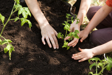 Concept of Earth day, organic gardening, ecology. children's hands holding a seedling planted in the soil and blurred backgrounds. growing plants in nature