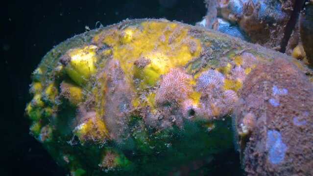 Bryozoan and yellow sea sponge grow on the Black Sea mussel and Balanus, Black Sea