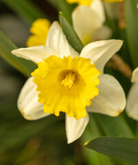 Fototapeta na wymiar Yellow narcissus flower in nature.