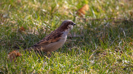 Sparrow on green grass in spring