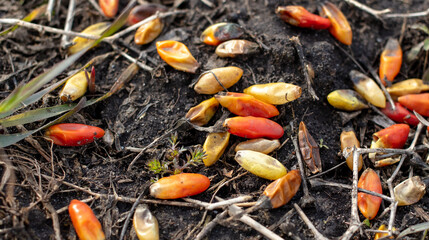 Red chili peppers on the ground in winter.