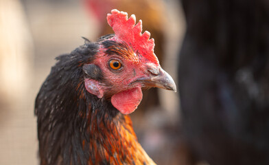 Portrait of a chicken in nature.