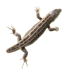 Lizard portrait isolated on white background.