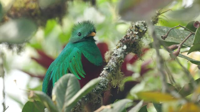 a male resplendent quetzal resting in a wild avocado tree at a forest of costa rica