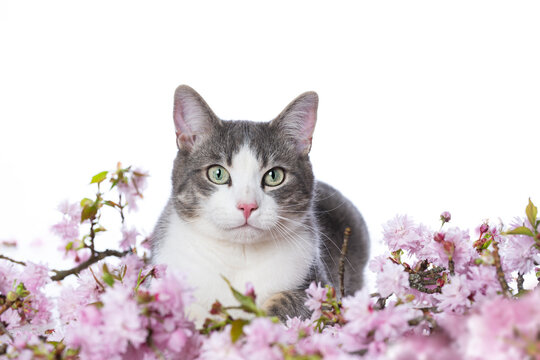 Cute tabby cat with cherry blossoms