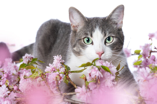 Cute tabby cat with cherry blossoms