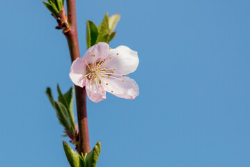Pink peach blossom against a blue sky.
