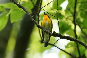 narcissus flycatcher on a branch