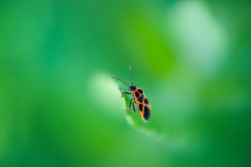 新緑の中に埋もれるように潜んでいる、美しい色模様の昆虫。
