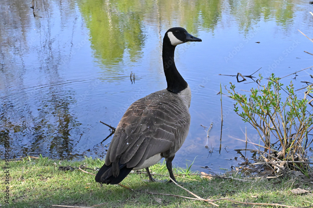 Wall mural Close-up of a gorgeous Canada goose standing next to pond