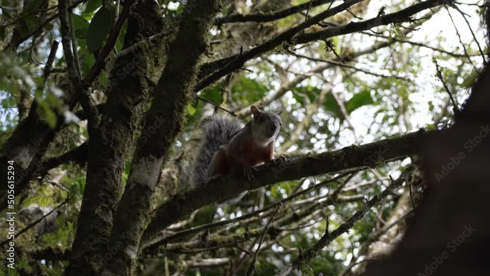 Poster cute squirrel in tree jittering on branch