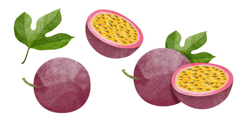 Set of Passion Fruit with leaves Design elements. watercolour style vector illustration.