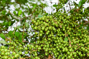 Fototapeta na wymiar Heena Lawsonia inermis bunch of young green fruitat end branch, Used as herbal hair dye